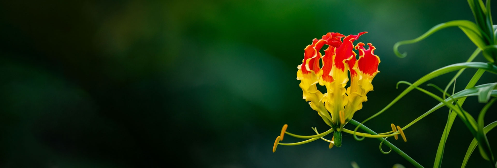 Thiocolchicoside API supplier for Turkey